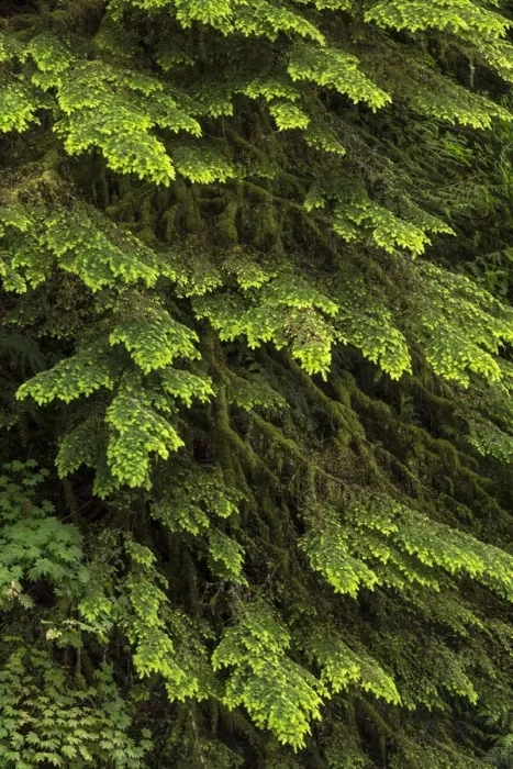 Framed Print : Western hemlock tree, Hoh Rainforest, Olympic National Park, Washington State