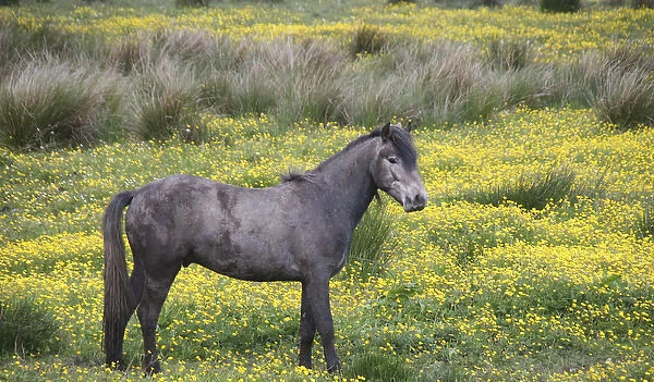 In Western Ireland, a farm horse in a bright field of yellow wildflowers in the Irish