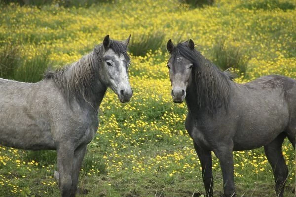 In Western Ireland, two horses with long flowing manes, in a field of yellow wildflowers