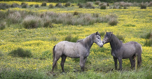 In Western Ireland, two horses nuzzle in a bright field of yellow wildflowers in