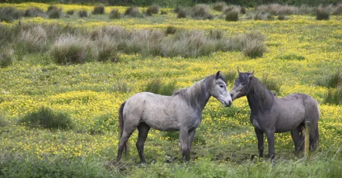 Framed Print : In Western Ireland, two horses nuzzle in a bright field of yellow wildflowers in Framed Print : In Western Ireland, two horses nuzzle in a bright field of yellow wildflowers in