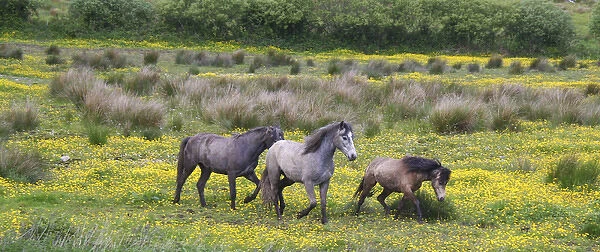 In Western Ireland, three horses run in a bright field of yellow wildflowers in the