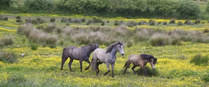Framed Print : In Western Ireland, three horses run in a bright field of yellow wildflowers in