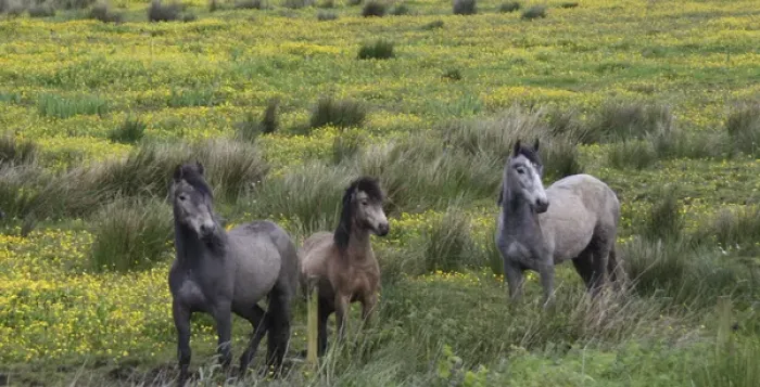 Framed Print : In Western Ireland three horses stand in a bright field of yellow wildflowers in Framed Print : In Western Ireland three horses stand in a bright field of yellow wildflowers in