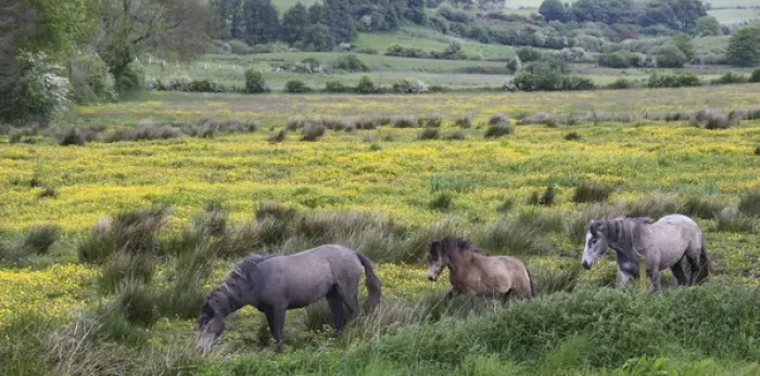 Framed Print : In Western Ireland, three horses wander in a bright field of yellow wildflowers in Framed Print : In Western Ireland, three horses wander in a bright field of yellow wildflowers in
