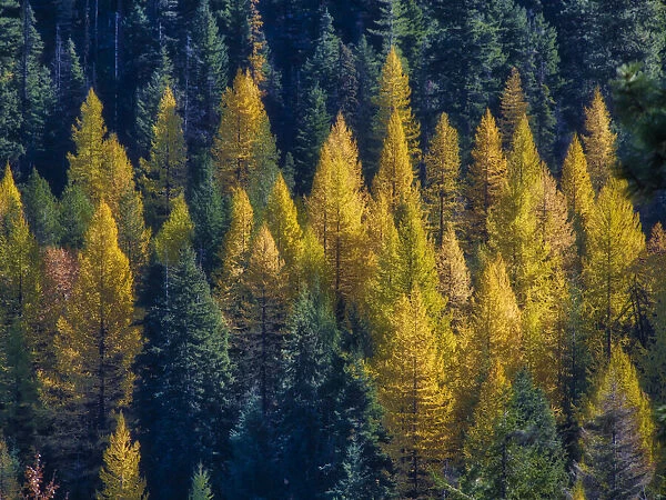 Western Larch Trees in Autumn at Blewitt Pass in the Okanogan-Wenatchee National Forest