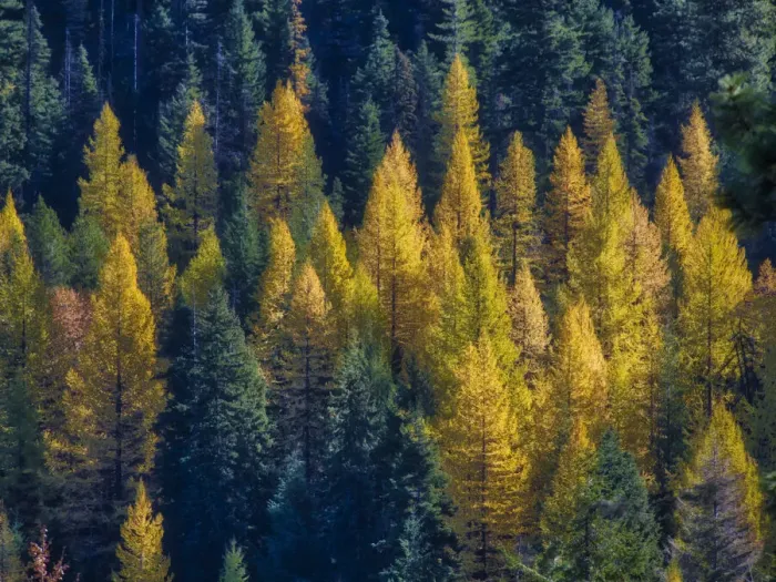 Framed Print : Western Larch Trees in Autumn at Blewitt Pass in the Okanogan-Wenatchee National Forest