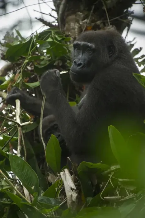 Framed Print : Western lowland gorilla (Gorilla gorilla gorilla), Ngaga Odzala - Kokoua National Park