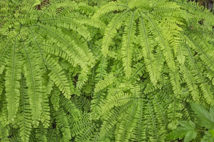 Framed Print : Western maidenhair fern, Columbia River Gorge National Scenic Area, Oregon Framed Print : Western maidenhair fern, Columbia River Gorge National Scenic Area, Oregon