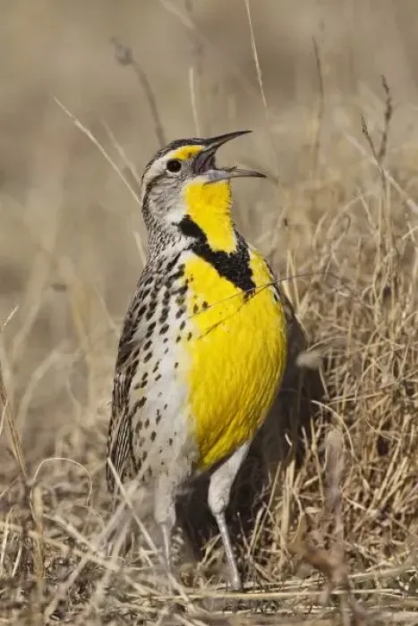 Framed Print : Western Meadowlark