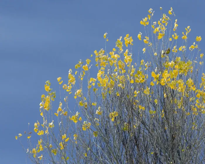 Framed Print : Western meadowlark on the fall aspen leaves. Bosque del Apache NWR, New Mexico Framed Print : Western meadowlark on the fall aspen leaves. Bosque del Apache NWR, New Mexico