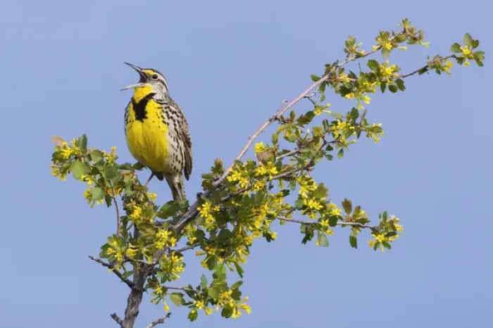 Framed Print : Western Meadowlark Singing Framed Print : Western Meadowlark Singing