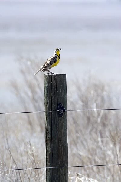 Western Meadowlark sits on post in central California