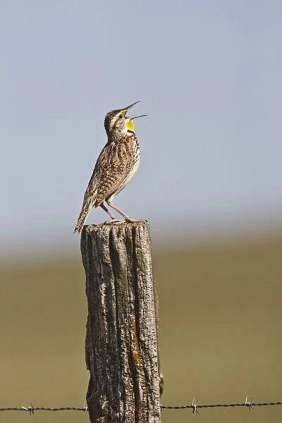 Western Meadowlark (Sturnella neglecta) singing from the top of fence post in the