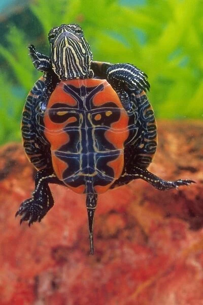 Western Painted Turtle, Chrysemys picta, Native to Mid West and Northern Western US