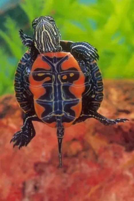 Framed Print : Western Painted Turtle, Chrysemys picta, Native to Mid West and Northern Western US Framed Print : Western Painted Turtle, Chrysemys picta, Native to Mid West and Northern Western US