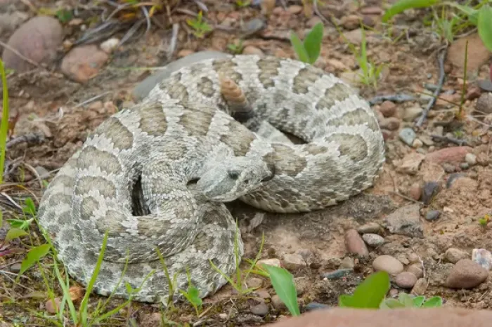 Framed Print : Western Prairie Rattlesnake coiled and ready to strike, Crotalus v. viridis