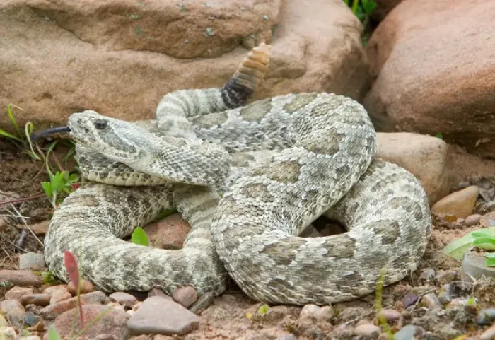 Framed Print : Western Prairie Rattlesnake coiled and ready to strike showing rattler, Crotalus v