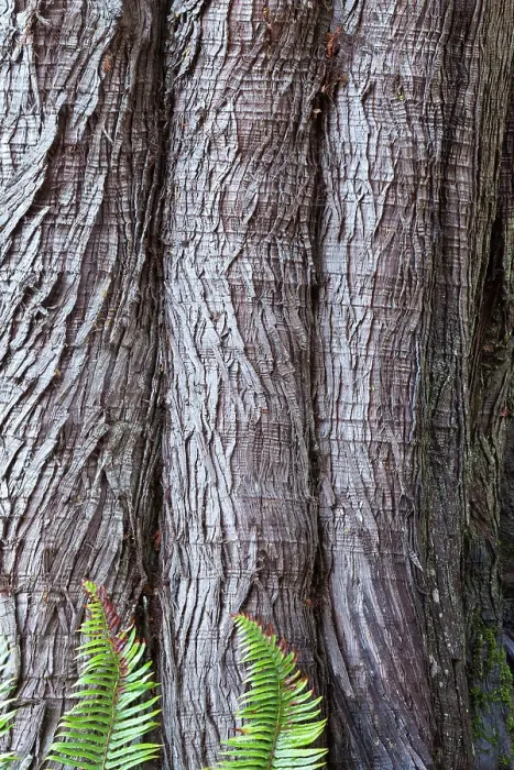 Framed Print : Western red cedar tree bark close-up. Sword ferns at base