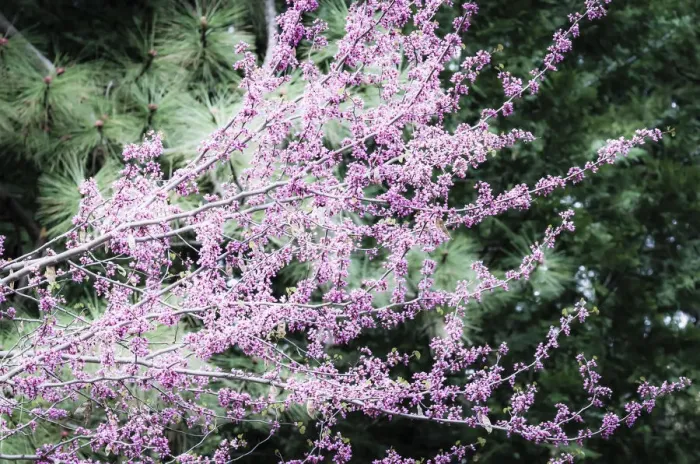 Framed Print : Western Redbud (Cercis occidentalis), Yosemite National Park, California, USA
