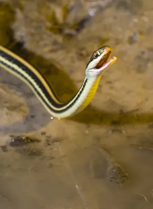 Framed Print : Western Ribbon snake drinking water, Thamnophis proximus orarius, Coastal Texas Framed Print : Western Ribbon snake drinking water, Thamnophis proximus orarius, Coastal Texas