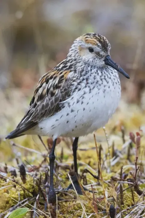 Framed Print : Western Sandpiper Framed Print : Western Sandpiper