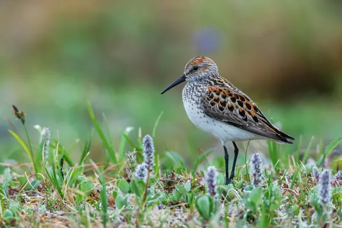 Framed Print : Western sandpiper at home in the arctic tundra habitat of the Seward Peninsula, Alaska