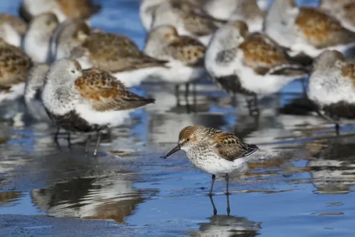 Framed Print : Western Sandpiper among resting dunlins and sandpipers