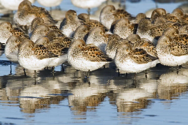 Western Sandpipers, resting during migration