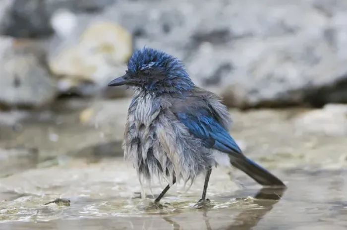 Framed Print : Western Scrub-Jay, Aphelocoma californica, adult bathing in spring fed pond, Uvalde County Framed Print : Western Scrub-Jay, Aphelocoma californica, adult bathing in spring fed pond, Uvalde County