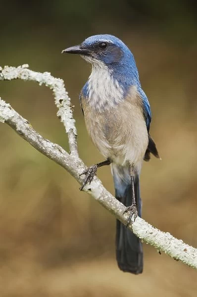 Western Scrub-Jay, Aphelocoma californica, adult perched, Uvalde County, Hill Country