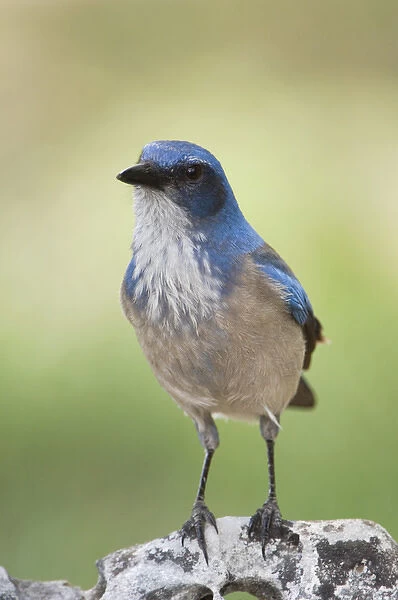 Western Scrub-Jay, Aphelocoma californica, adult, Uvalde County, Hill Country, Texas