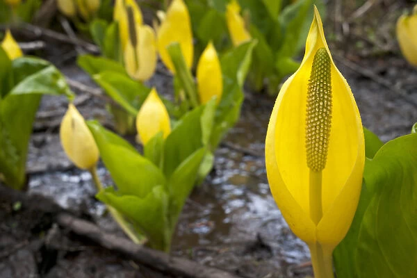 Western skunk cabbage, Olympic National Park, Washington, Elwha River valley