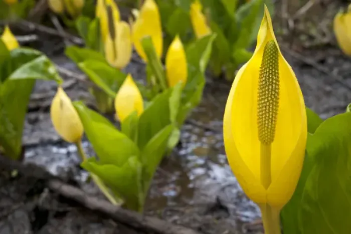 Framed Print : Western skunk cabbage, Olympic National Park, Washington, Elwha River valley Framed Print : Western skunk cabbage, Olympic National Park, Washington, Elwha River valley