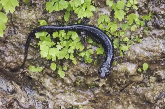 Framed Print : Western Slimy Salamander, Plethodon albagula, adult with fern, Uvalde County, Hill Country Framed Print : Western Slimy Salamander, Plethodon albagula, adult with fern, Uvalde County, Hill Country