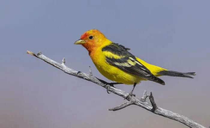 Framed Print : Western tanager Framed Print : Western tanager