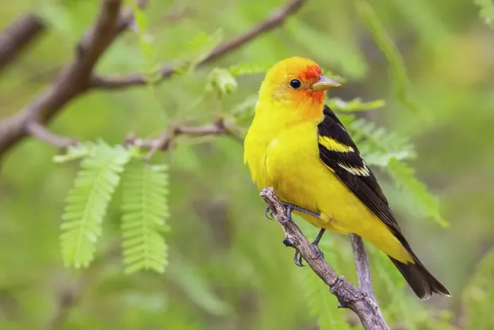 Framed Print : Western tanager, migration stop in Southern Arizona, USA