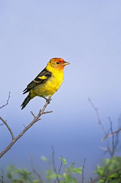 Western Tanager (Piranga ludoviciana) adult male, spring migration, south Texas, USA