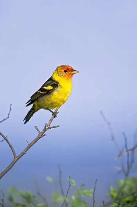 Framed Print : Western Tanager (Piranga ludoviciana) adult male, spring migration, south Texas, USA Framed Print : Western Tanager (Piranga ludoviciana) adult male, spring migration, south Texas, USA