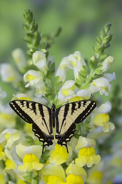 Western Tiger Swallowtail Butterfly, Papilio rutulus