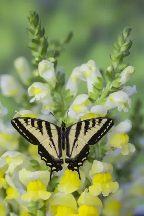 Framed Print : Western Tiger Swallowtail Butterfly, Papilio rutulus Framed Print : Western Tiger Swallowtail Butterfly, Papilio rutulus