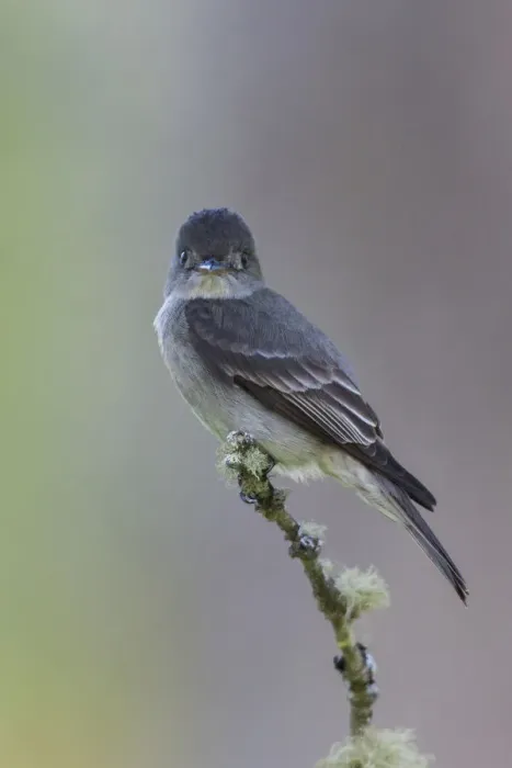 Framed Print : Western wood-pewee Framed Print : Western wood-pewee