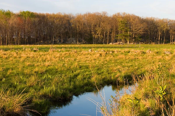 The wet grasslands of the Common Pasture in Newburyport, MA