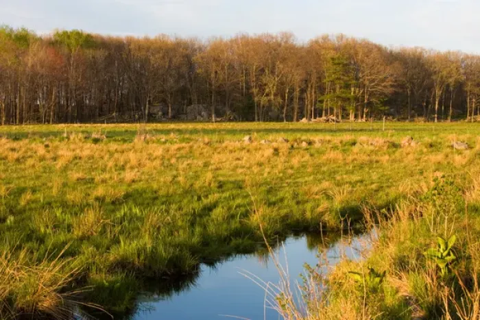 Framed Print : The wet grasslands of the Common Pasture in Newburyport, MA Framed Print : The wet grasslands of the Common Pasture in Newburyport, MA