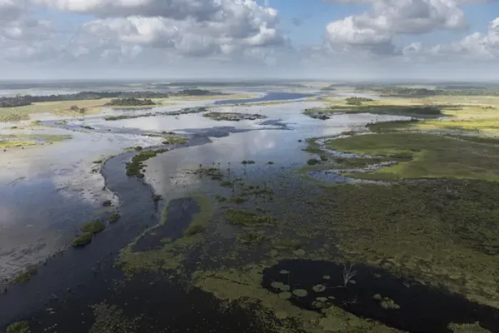 Framed Print : Wetland MMA, Abari Swamps, Mahaica Miconi Abari, GUYANA