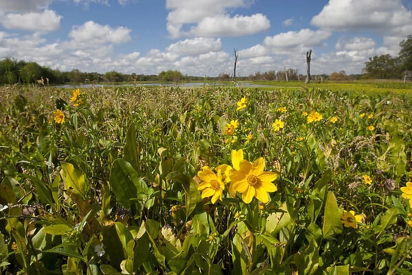 Wetland sunflowers and emergant aquatic flora at Brazos Bend State Park marsh, Texas