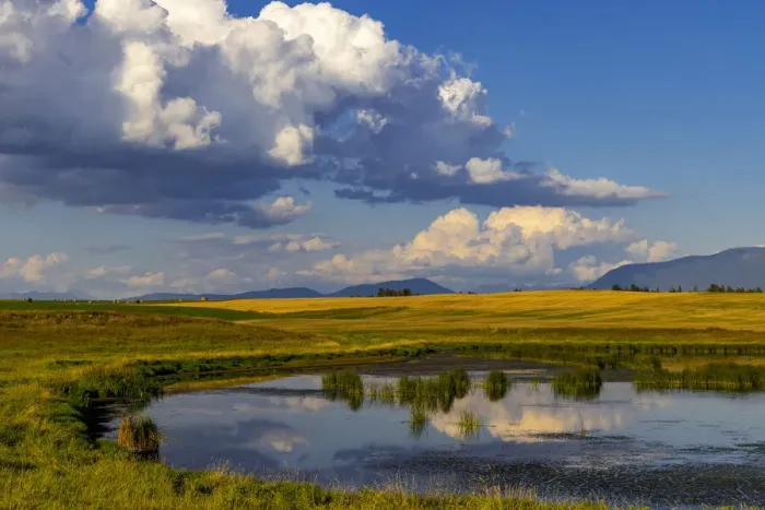 Framed Print : Wetlands pond in the Flathead Valley, Montana, USA Framed Print : Wetlands pond in the Flathead Valley, Montana, USA