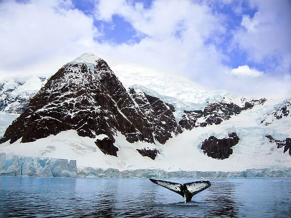 A whale fluke in front of snow covered mountains along the Weddell sea in Paradise Bay