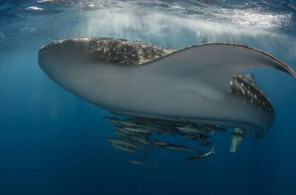 Whale Shark (Rhincodon typus) Cenderawasih Bay West Papua Indonesia