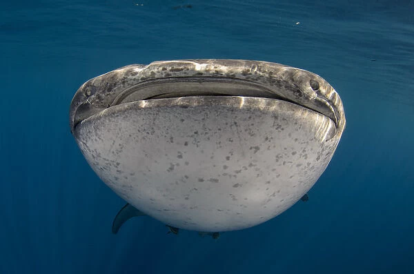 Whale Shark (Rhincodon typus) Cenderawasih Bay West Papua Indonesia